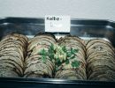 kehraus-015